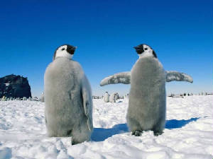 penguins2.jpg